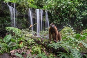 Forest regeneration at Kuyana Amazon Lodge, Ecuador.
